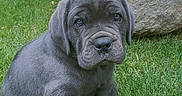 Thanos joined the competition — help win amazing prizes! puppy, dog, grass, outdoor, rock, pet, animal, cute, young, nature, garden, sitting, fur, mammal, adorable, playful, canine, portrait, greenery, background