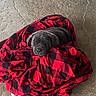 puppy, dog, blanket, red, black, checkered, sleeping, cozy, floor, concrete, pet, animal, cute, young, fur, resting, small, indoors, comfort, snuggle