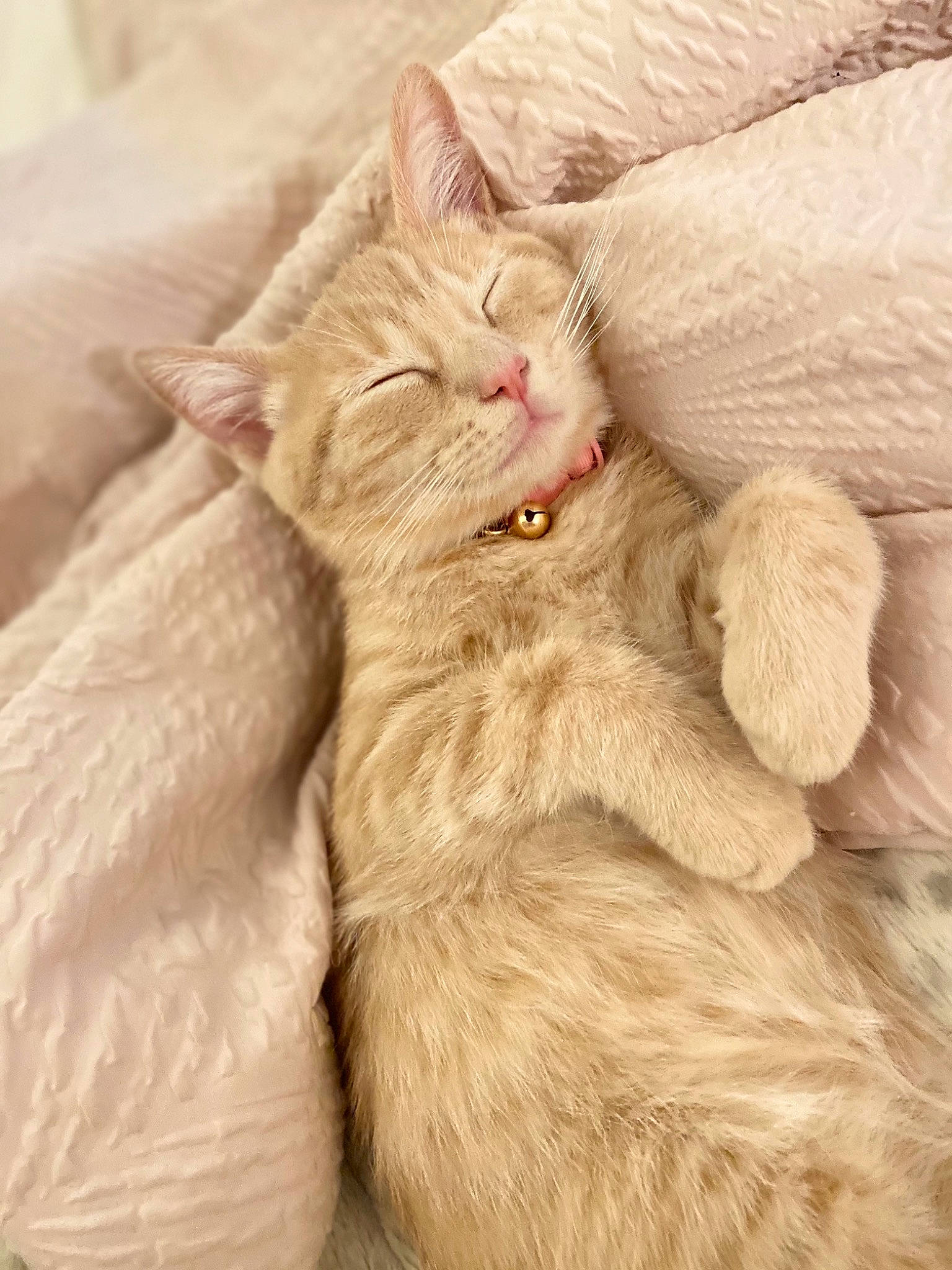 Brie joined the competition — help win amazing prizes! carnivore, cat, claw, comfort, domestic_short_haired_cat, ear, fawn, felidae, fur, gesture, nap, paw, peach, small_to_medium_sized_cats, tail, whiskers