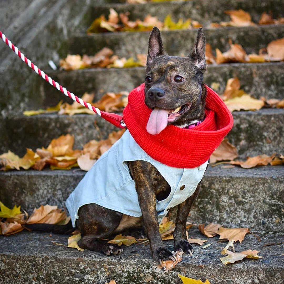 Queenie is registered to the contest to win money with this photo: accessories, animal, bostonbull, bulldog, canine, clothing, dog, face, frenchbulldog, head, leaf, leash, person, pet, photography, plant, portrait, puppy, strap, tree