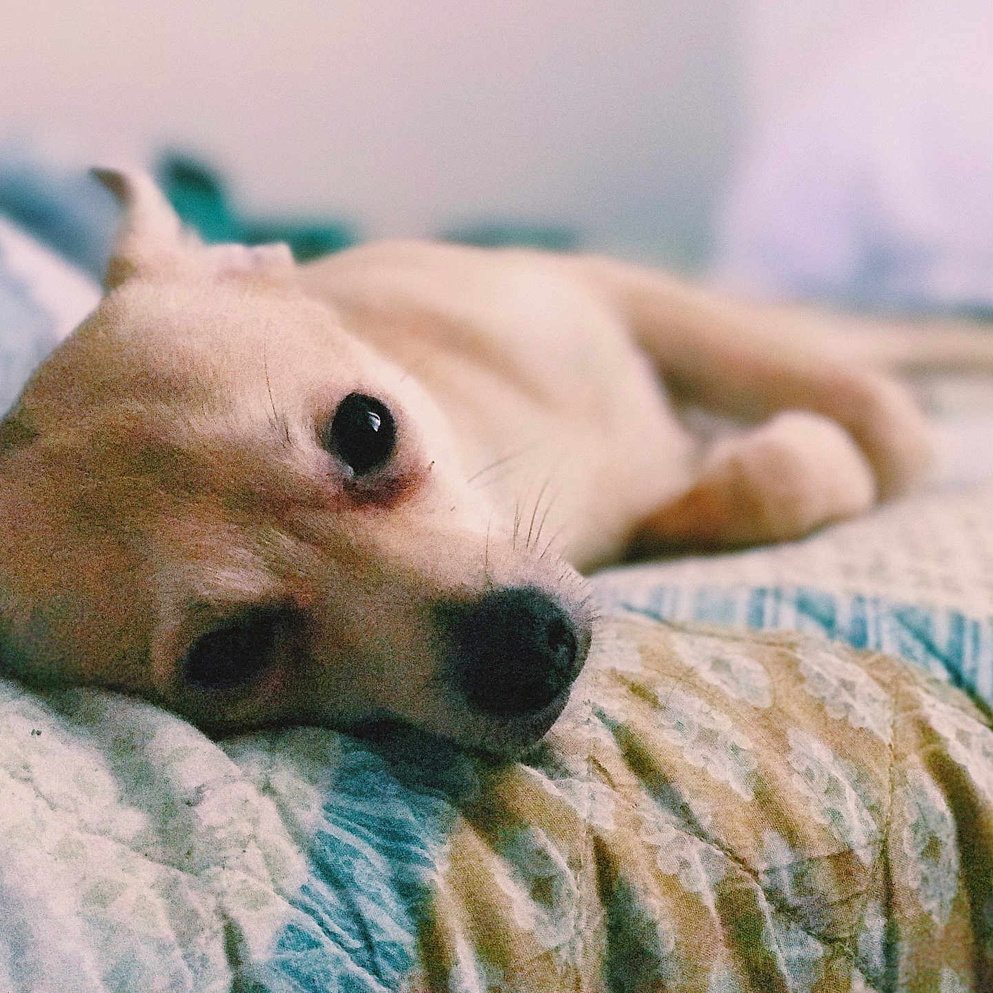 Gus Gus joined the competition — help win amazing prizes! animal, beagle, bed, bedroom, blanket, bulldog, canine, chihuahua, dog, furniture, hound, indoors, labradorretriever, person, pet, puppy, quilt, room, sleeping, snout