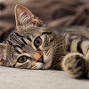 Luna a rejoint le concours — aidez-le/la à gagner de superbes lots ! cat, tabby, pet, close_up, animal, feline, soft, blanket, texture, paw, whiskers, ears, eyes, cute, cozy, relaxed, indoor, fur, portrait, resting