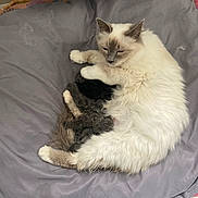 Xéna participe au concours pour gagner de l'argent avec cette photo : cat, dog, pet, sleeping, cushion, gray, white, fur, indoor, floor, tile, resting, cozy, animal, friendship, cute, companion, relaxed, home, laying