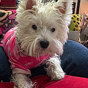 Callie is registered to the contest to win money with this photo: dog, white_dog, pet, indoor, pink_sweater, cushion, fluffy, small_dog, cozy, resting, fur, cute, animal, home, pillow, colorful, closeup, mammal, companion, relaxed