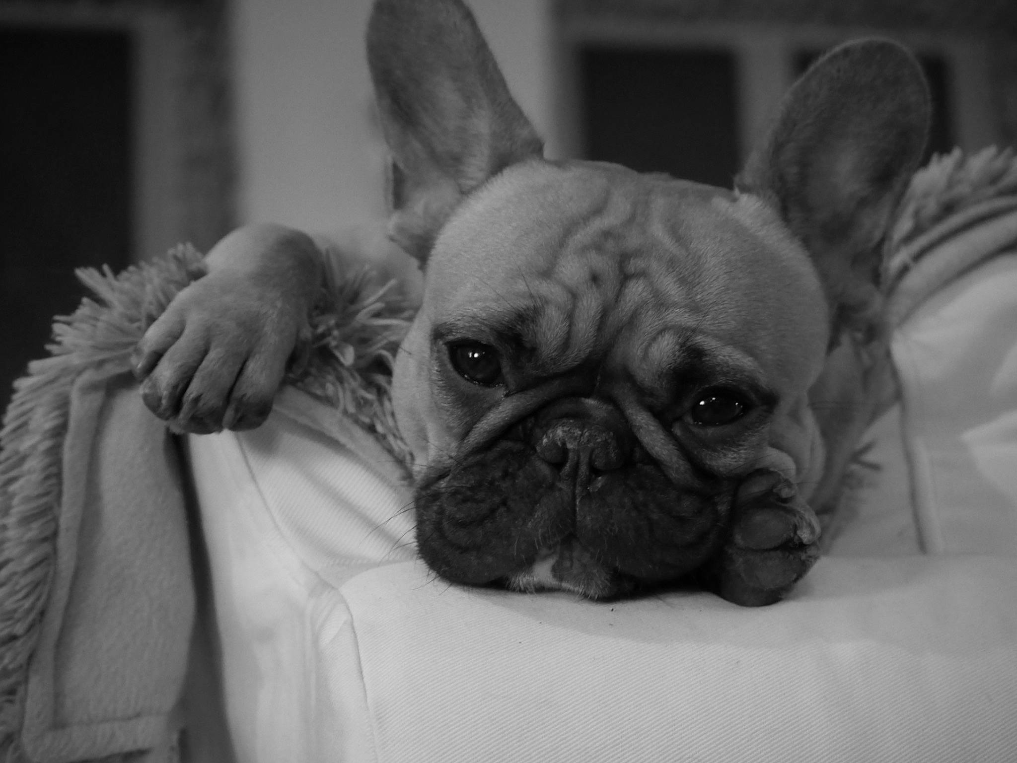 Oby participe au concours pour gagner de l'argent avec cette photo : bulldog, canidae, carnivore, close_up, comfort, companion_dog, dog, dog_breed, ear, fawn, monochrome, monochrome_photography, organ, snout, sporting_group, terrestrial_animal, toy_dog, whiskers, working_animal, wrinkle