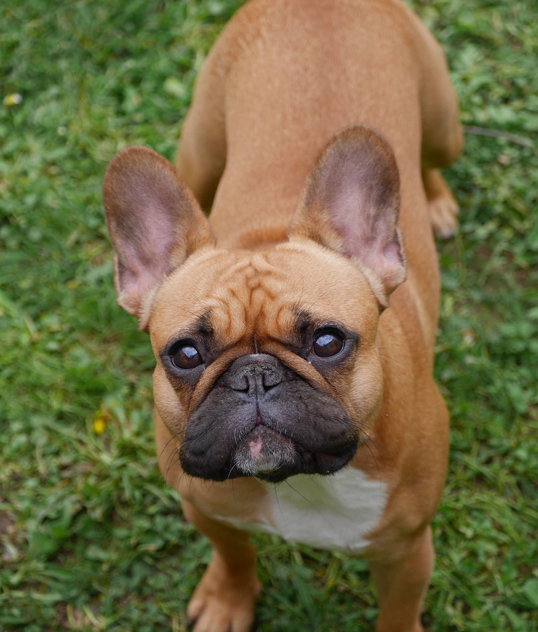 Oby participe au concours pour gagner de l'argent avec cette photo : biting, bulldog, canidae, carnivore, companion_dog, dog, dog_breed, ear, fawn, grass, non_sporting_group, plant, puppy, snout, sporting_group, terrestrial_animal, toy_dog, whiskers, working_animal, wrinkle