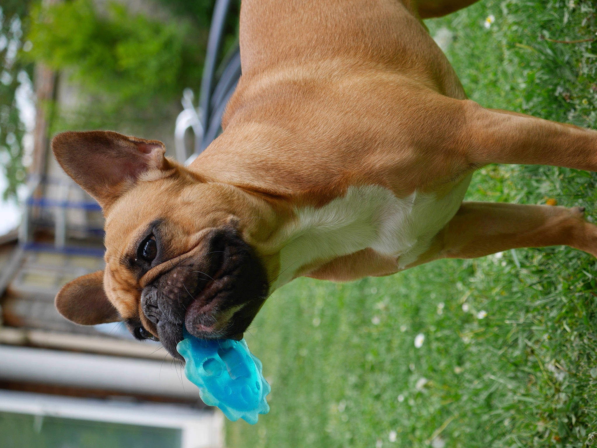 Oby a rejoint le concours — aidez-le/la à gagner de superbes lots ! biting, canidae, carnivore, collar, companion_dog, dog, dog_breed, dog_collar, dog_supply, fawn, grass, liver, pet_supply, snout, sporting_group, terrestrial_animal, wildlife, working_animal, working_dog, wrinkle