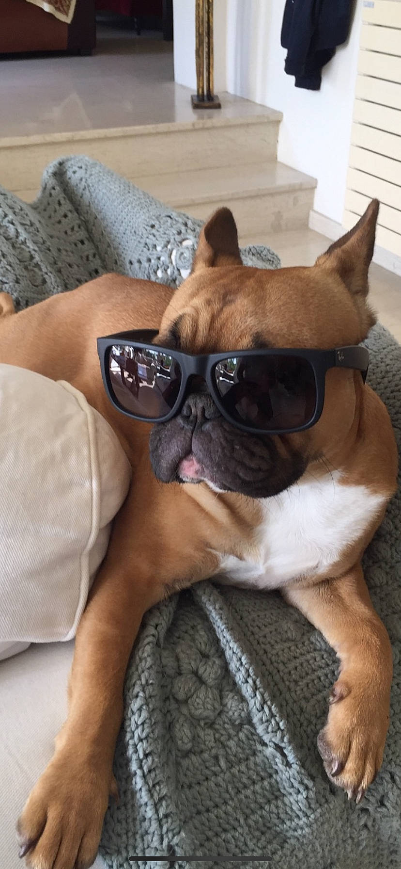 Oby a rejoint le concours — aidez-le/la à gagner de superbes lots ! bulldog, canidae, carnivore, comfort, companion_dog, couch, dog, dog_breed, fawn, french_bulldog, fur, linens, snout, sporting_group, terrestrial_animal, toy_dog, whiskers, wood, working_animal, wrinkle