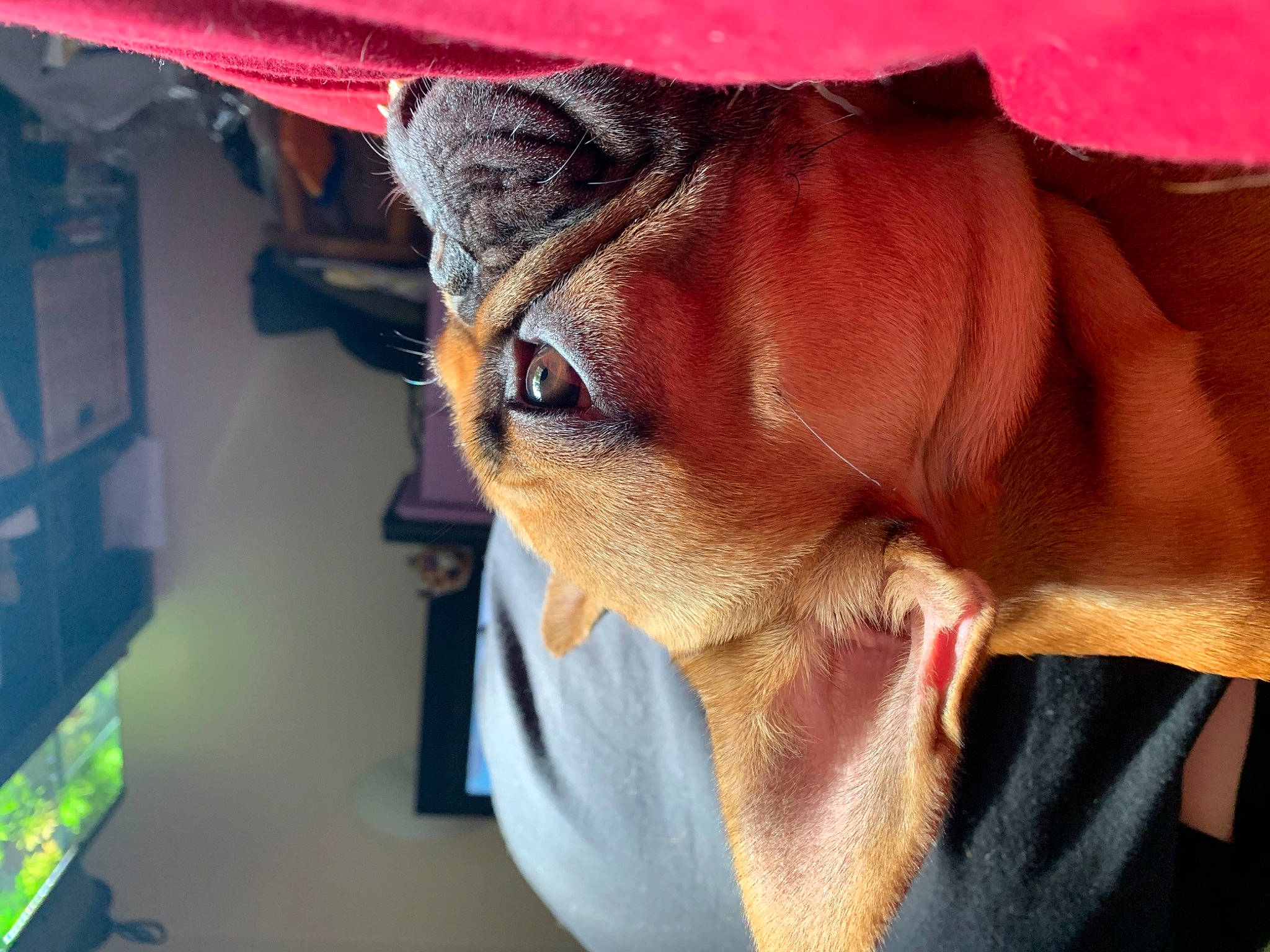 Oby a rejoint le concours — aidez-le/la à gagner de superbes lots ! carnivore, collar, companion_dog, dog, dog_breed, dog_collar, ear, eye, eyelash, fawn, fur, liver, nose, pet_supply, snout, sporting_group, sunglasses, whiskers, working_animal, wrinkle