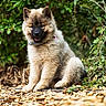 Joyce participe au concours pour gagner de l'argent avec cette photo : puppy, dog, fluffy, sitting, outdoor, nature, greenery, wood_chips, cute, collar, young, pet, animal, fur, canine, portrait, smiling, leafy, ground, adorable
