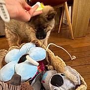 Joyce participe au concours pour gagner de l'argent avec cette photo : puppy, dog, hand, indoor, wooden_floor, basket, plush_toys, toy, furniture, chair, playful, brown_dog, stuffed_animal, cozy, home, pet, animal, cute, floor, fun