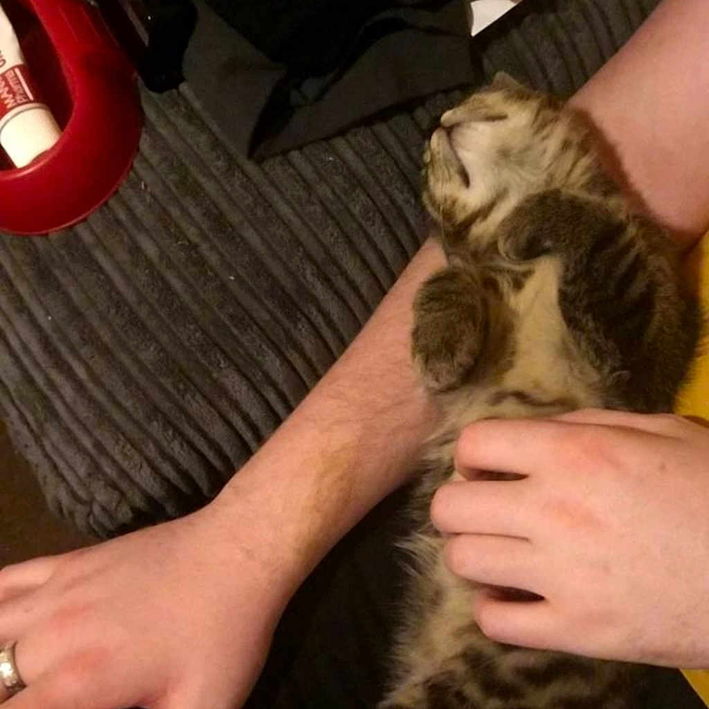 John joined the competition — help win amazing prizes! arm, carnivoran, cat, cat_like_mammal, ear, finger, girl, hand, kitten, leg, mammal, nail, organ, small_to_medium_sized_cats, vertebrate, whiskers