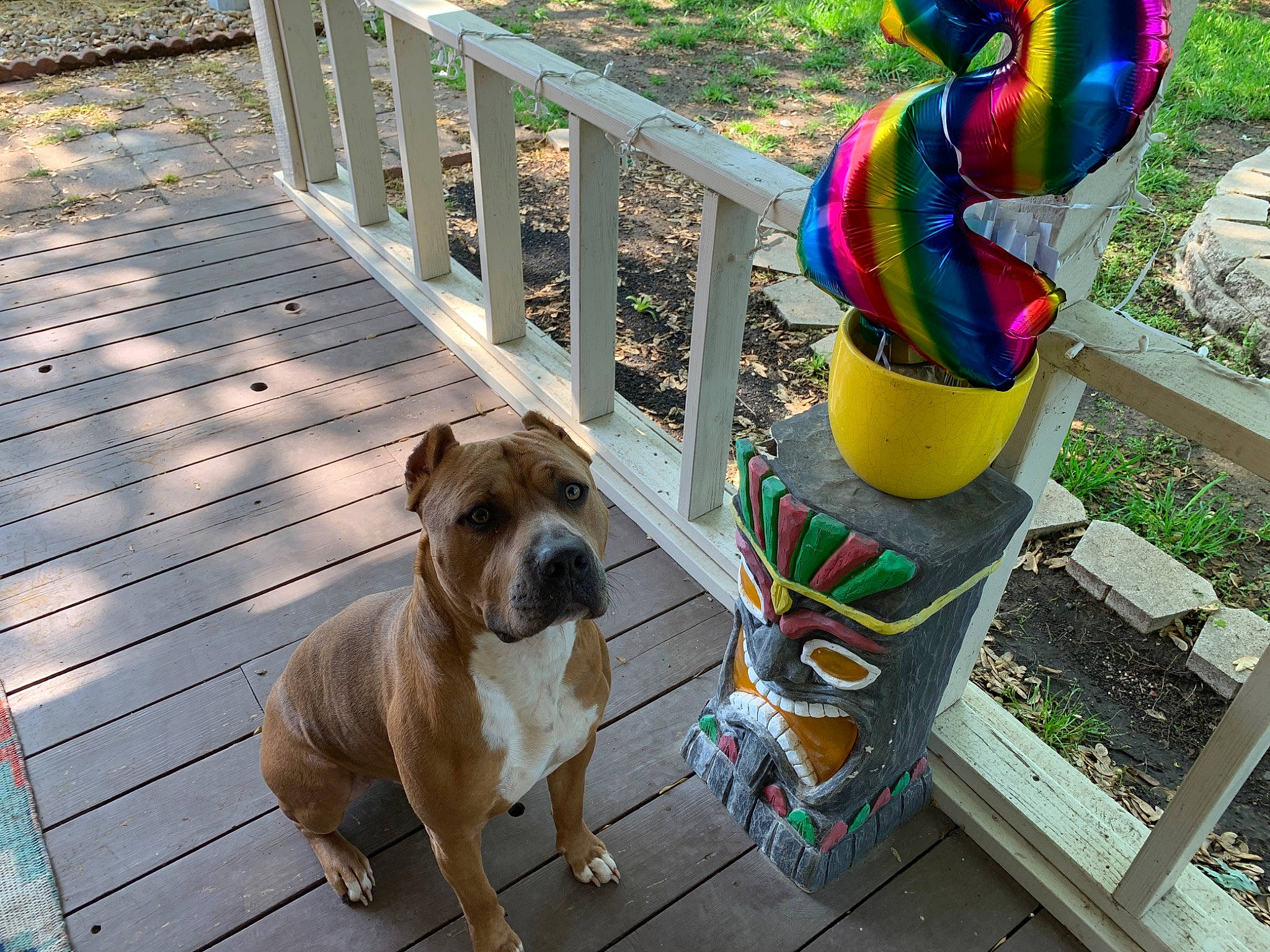 Caesar is registered to the contest to win money with this photo: bulldog, canidae, carnivore, collar, companion_dog, dog, dog_breed, dog_collar, fawn, leash, non_sporting_group, old_english_bulldog, olde_english_bulldogge