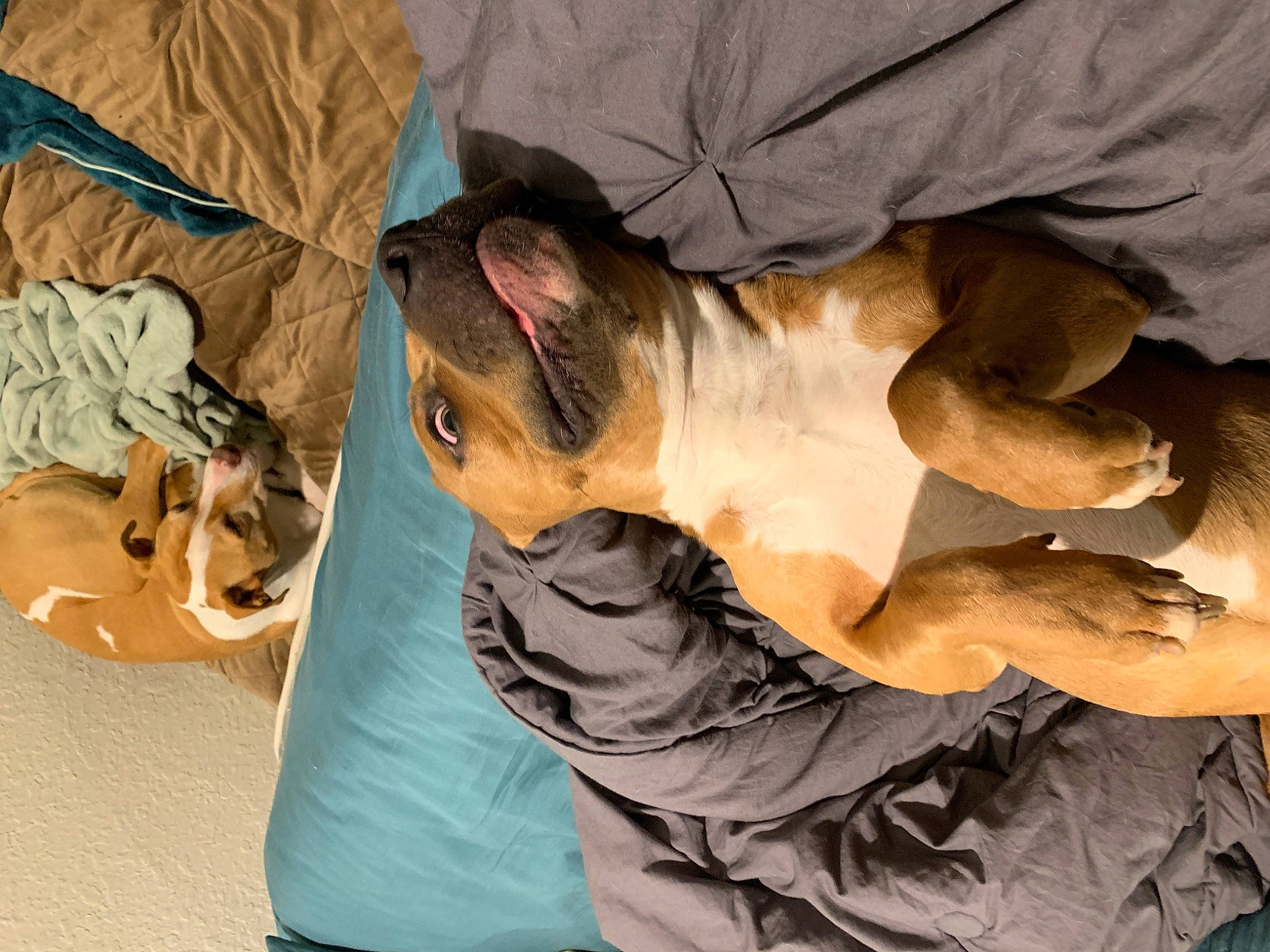 Caesar is registered to the contest to win money with this photo: canidae, carnivore, companion_dog, dog, dog_breed, ear, fawn, puppy