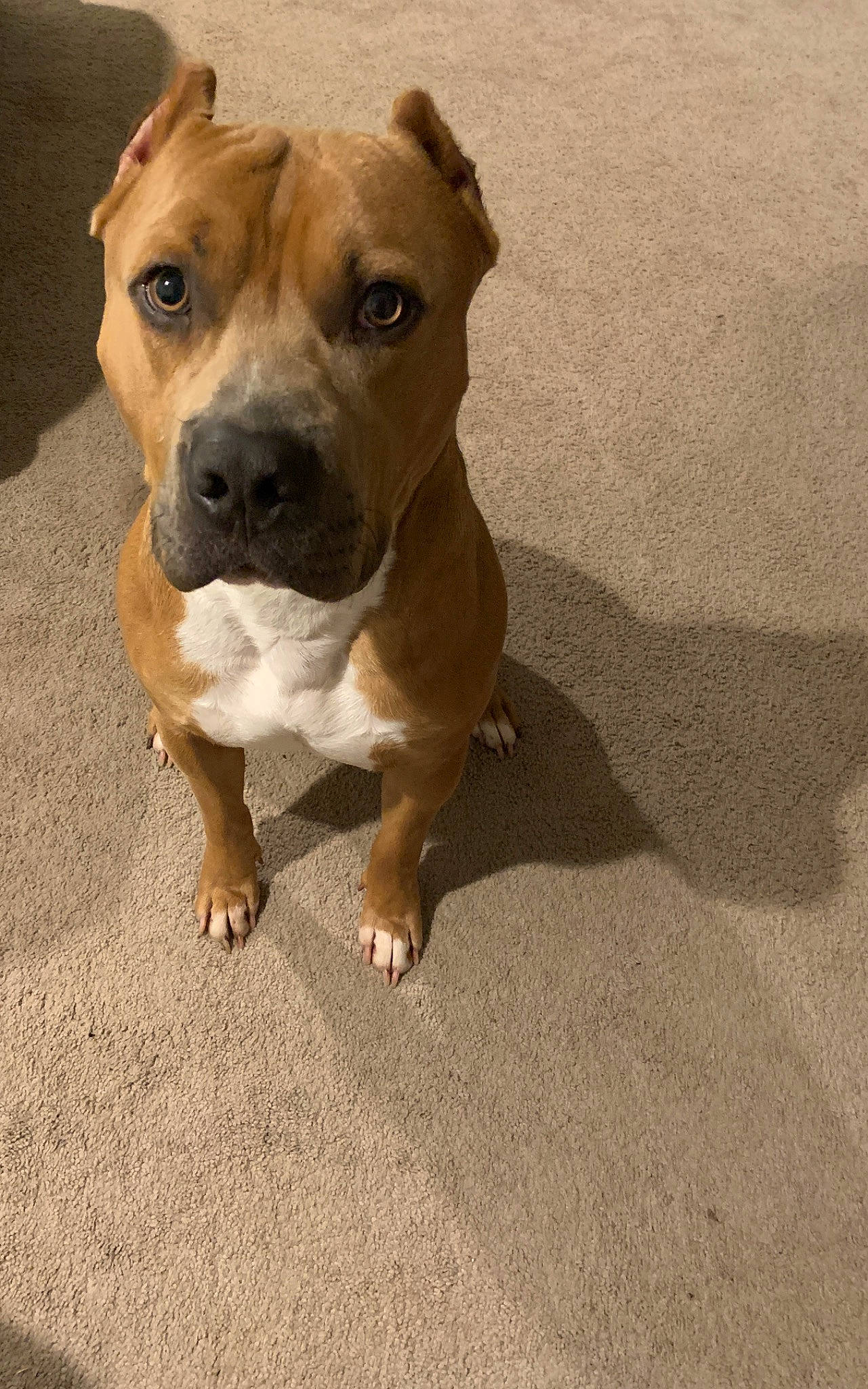 Caesar is registered to the contest to win money with this photo: american_pit_bull_terrier, american_staffordshire_terrier, bull_and_terrier, bulldog, canidae, carnivore, companion_dog, dog, dog_breed, fawn, mammal, non_sporting_group, pit_bull, rare_breed_dog, snout, sporting_group, staffordshire_bull_terrier, terrier, vertebrate