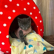 Grimm joined the competition — help win amazing prizes! kitten, cat, gray_cat, pet, red_bed, polka_dot, blanket, cozy, indoors, cute, fur, paw, eyes, tunnel_bed, sweater, warm, resting, portrait, home, soft_fabric