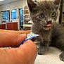 kitten, cat, gray_cat, tongue, paw, hand, person_hand, veterinary_clinic, cage, kennel, counter, sink, towel, indoor, cute, curious, young, feline, whiskers, fur
