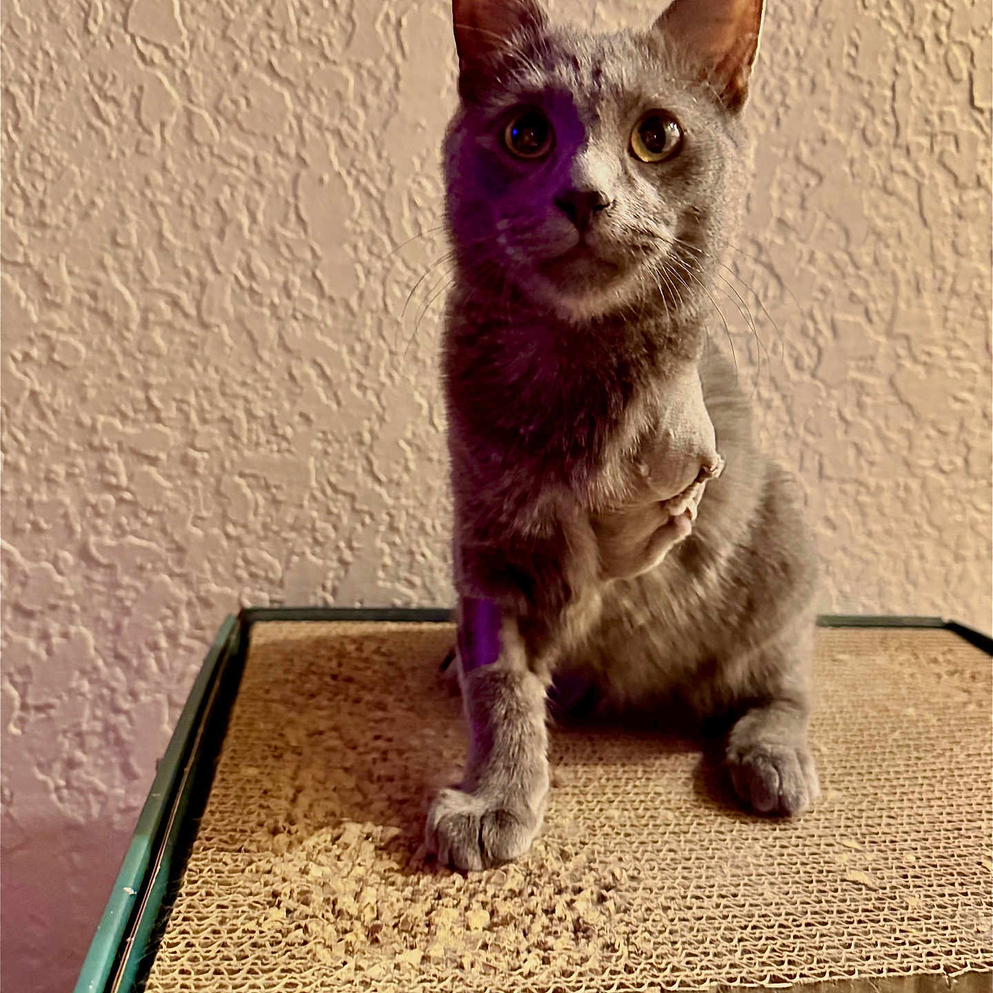 Grimm is registered to the contest to win money with this photo: box, cardboard, cat, closeup, curious, cute, ears, eyes, feline, front_leg, grey_cat, home, indoor, paw, pet, portrait, scratching_pad, sitting, textured_wall, whiskers