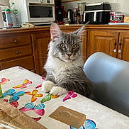 Zac participe au concours pour gagner de l'argent avec cette photo : cat, grey_cat, white_paws, table, butterfly_pattern, kitchen, wooden_cabinets, chair, countertop, microwave, bottle, bread, tape, domestic_pet, indoor, curious, sitting, feline, pet, home