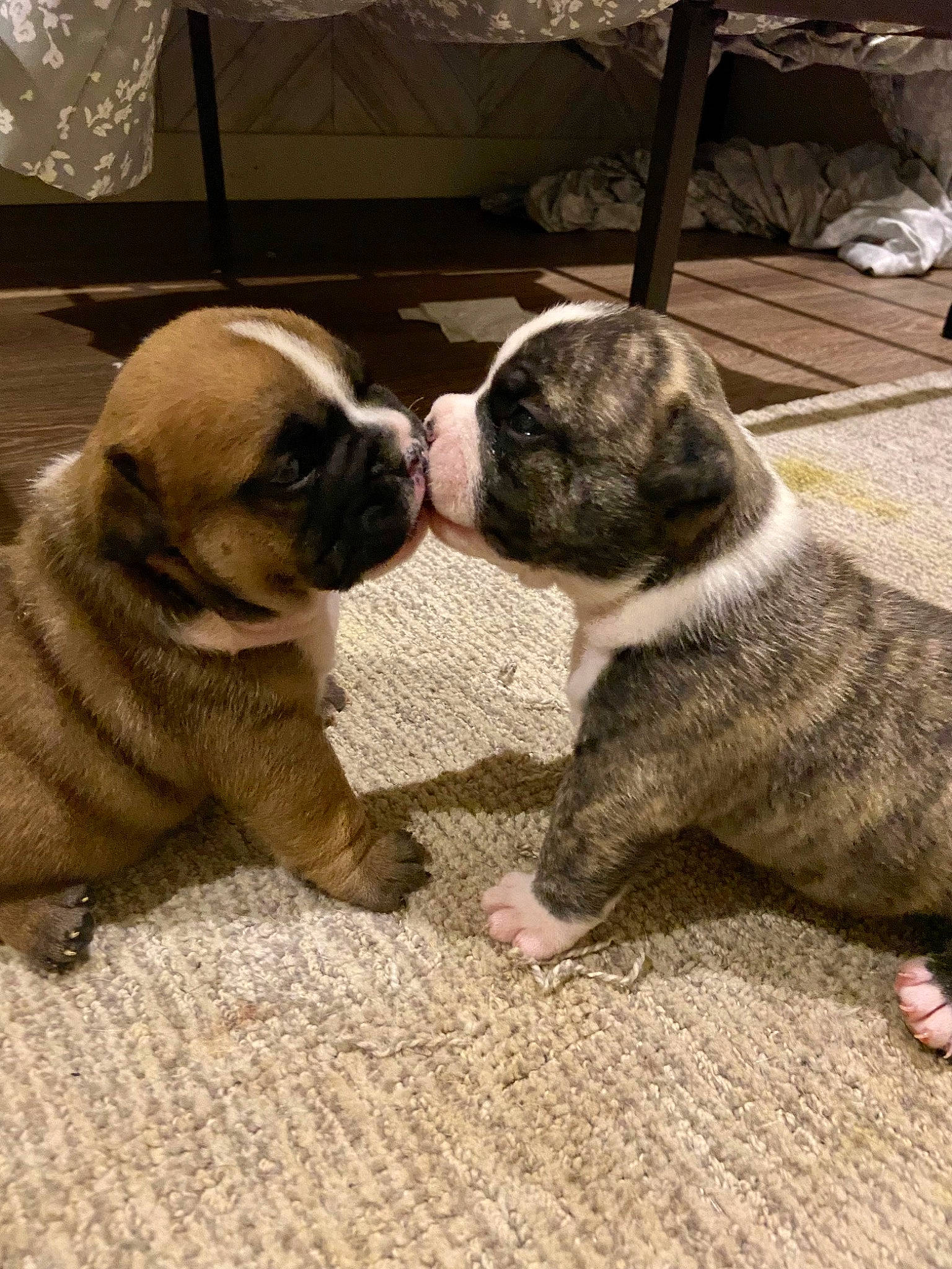 Lucky Lucy is registered to the contest to win money with this photo: bulldog, canidae, carnivore, comfort, companion_dog, dog, dog_breed, fawn, french_bulldog, paw, pug, snout, sporting_group, tail, terrestrial_animal, toy_dog, whiskers, wood, working_animal, wrinkle