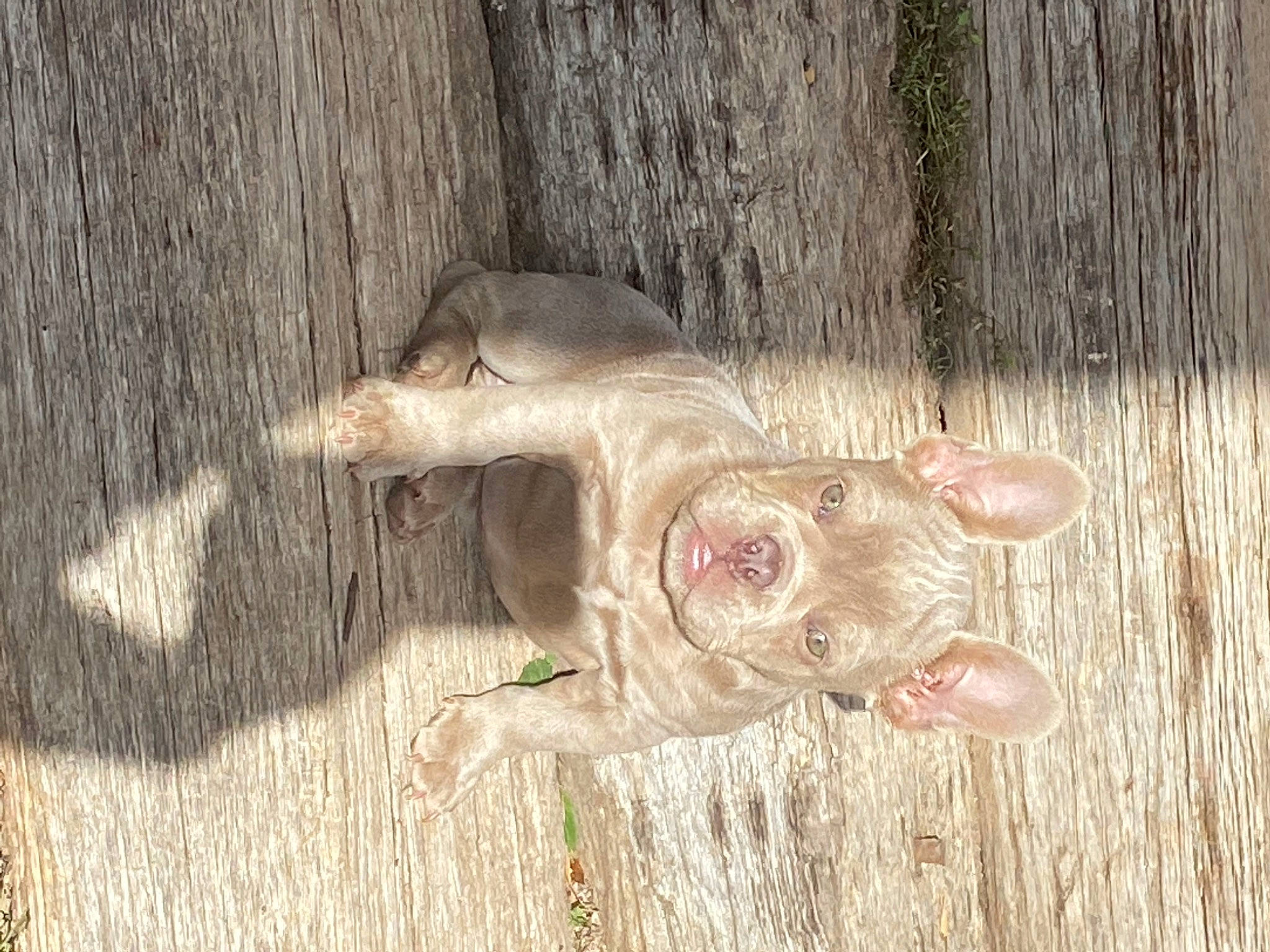 Shorty is registered to the contest to win money with this photo: art, fawn, foot, grass, hardwood, insect, plant, plant_stem, sculpture, snout, soil, tail, terrestrial_animal, terrestrial_plant, tree, trunk, wildlife, wood