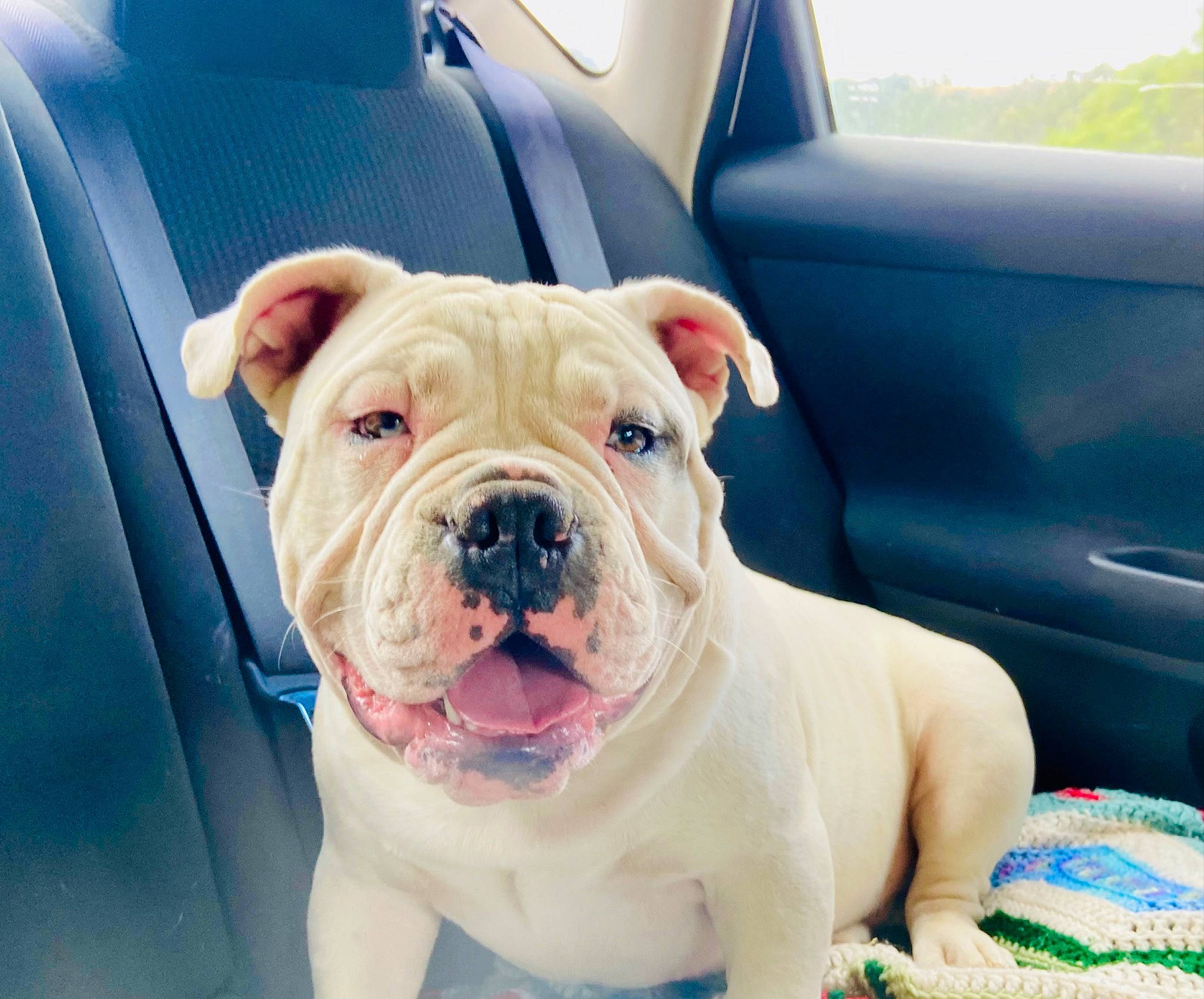 Julius is registered to the contest to win money with this photo: bulldog, canidae, car, car_seat, carnivore, collar, companion_dog, dog, dog_breed, dog_collar, fawn, non_sporting_group, ori_pei, snout, sporting_group, vehicle, vehicle_door, working_animal, working_dog, wrinkle