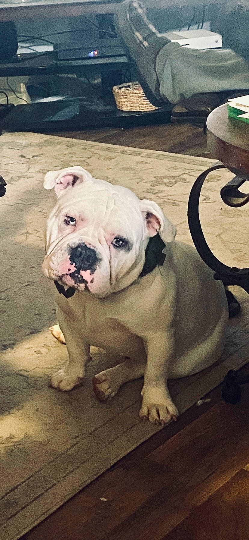 Julius joined the competition — help win amazing prizes! bulldog, carnivore, companion_dog, dog, dog_breed, dog_collar, fawn, molosser, non_sporting_group, old_english_bulldog, snout, sporting_group, terrestrial_animal, toy_dog, white_english_bulldog, working_animal, wrinkle