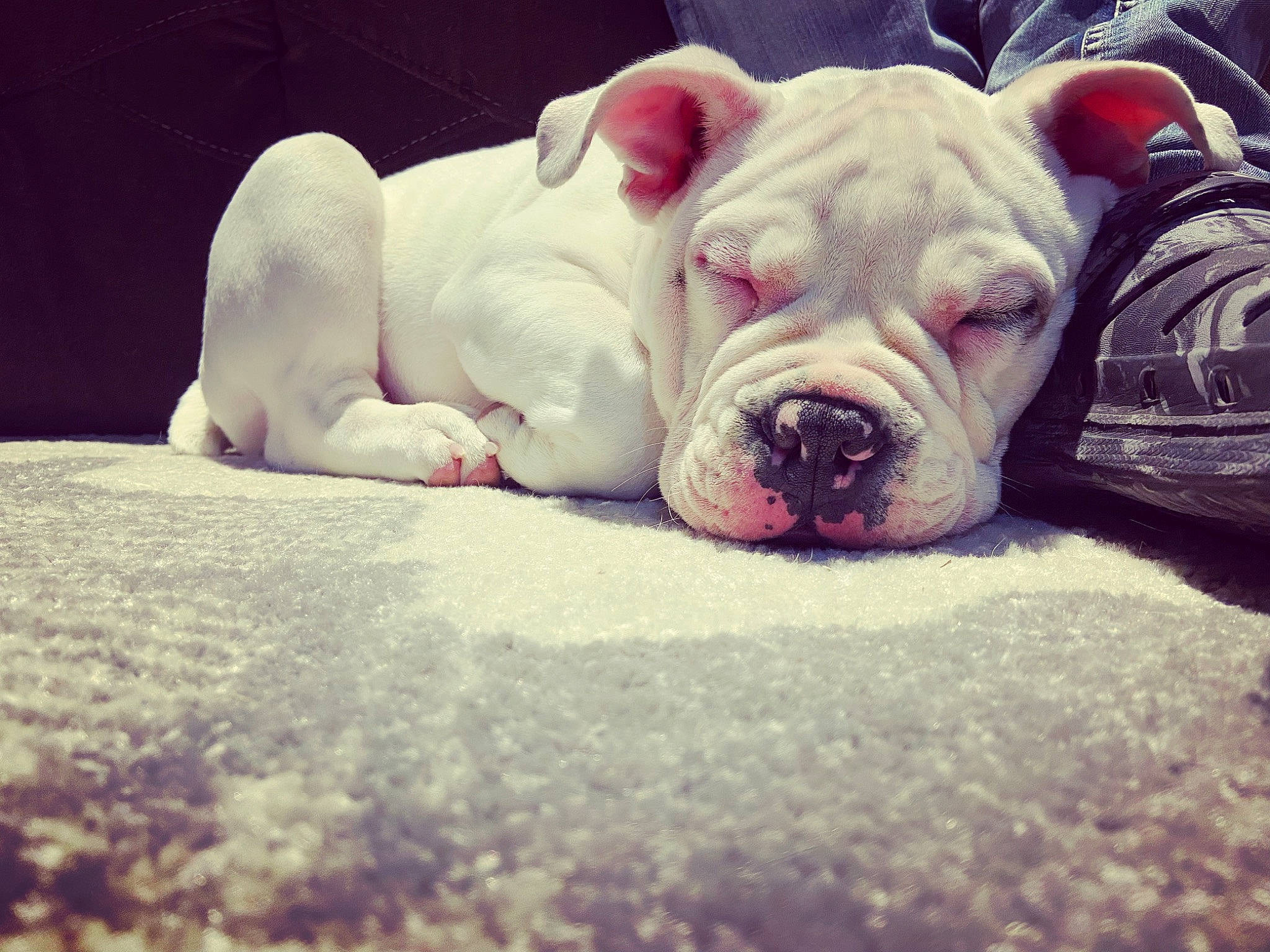 Julius joined the competition — help win amazing prizes! bulldog, canidae, carnivore, cloud, comfort, companion_dog, dog, dog_breed, fawn, fur, molosser, paw, sky, snout, sporting_group, terrestrial_animal, toy_dog, whiskers, white_english_bulldog, wrinkle