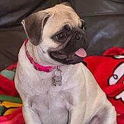 Mali is registered to the contest to win money with this photo: animal, blanket, canine, collar, companion, couch, cute, dog, domestic, fawn, friendly, fur, home, indoor, pet, portrait, pug, sitting, small_dog, tongue_out