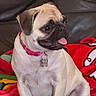 animal, blanket, canine, collar, companion, couch, cute, dog, domestic, fawn, friendly, fur, home, indoor, pet, portrait, pug, sitting, small_dog, tongue_out