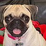 Mali joined the competition — help win amazing prizes! animal, blanket, brown_eyes, closeup, collar, companion, cute, dog, domestic_animal, ears, face, indoor, leather_couch, pet, playful, pug, short_fur, sitting, tag, tongue