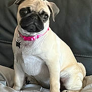 Mali is registered to the contest to win money with this photo: dog, pug, pet, collar, pink_collar, sitting, bed, blanket, indoor, leather_couch, animal, cute, small_dog, fur, canine, domestic_animal, companion, portrait, looking_away, relaxed