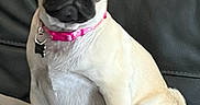 Mali is registered to the contest to win money with this photo: animal, bed, blanket, canine, collar, companion, cute, dog, domestic_animal, fur, indoor, leather_couch, looking_away, pet, pink_collar, portrait, pug, relaxed, sitting, small_dog