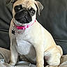 dog, pug, pet, collar, pink_collar, sitting, bed, blanket, indoor, leather_couch, animal, cute, small_dog, fur, canine, domestic_animal, companion, portrait, looking_away, relaxed