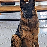 Uno participe au concours pour gagner de l'argent avec cette photo : animal, canine, dog, germanshepherd, hardwood, pet, policedog, puppy, wood