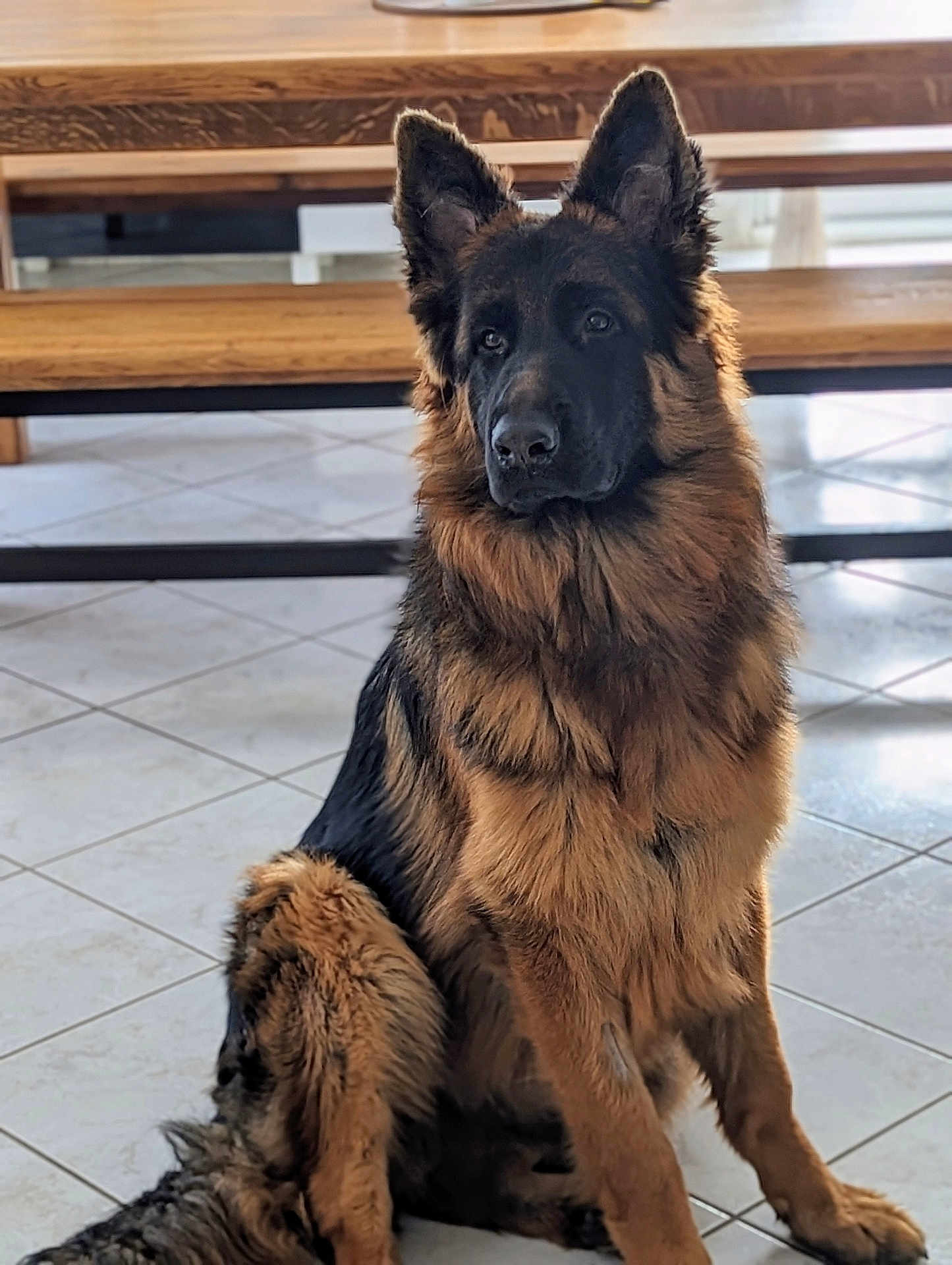 Uno participe au concours pour gagner de l'argent avec cette photo : animal, canine, dog, germanshepherd, hardwood, pet, policedog, puppy, wood