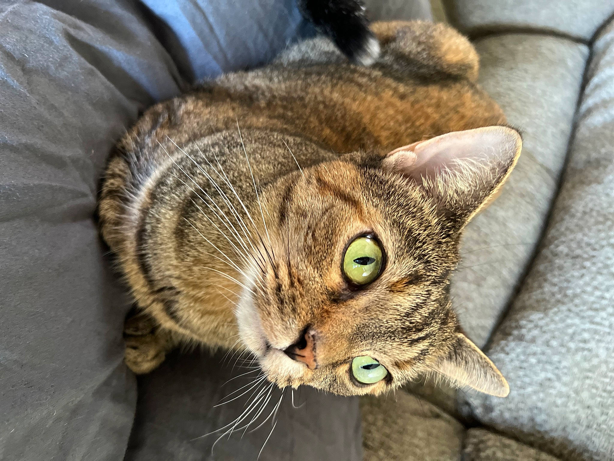 Hazel is registered to the contest to win money with this photo: carnivore, cat, comfort, domestic_short_haired_cat, ear, felidae, fur, grass, small_to_medium_sized_cats, terrestrial_animal, tree, whiskers, wildlife