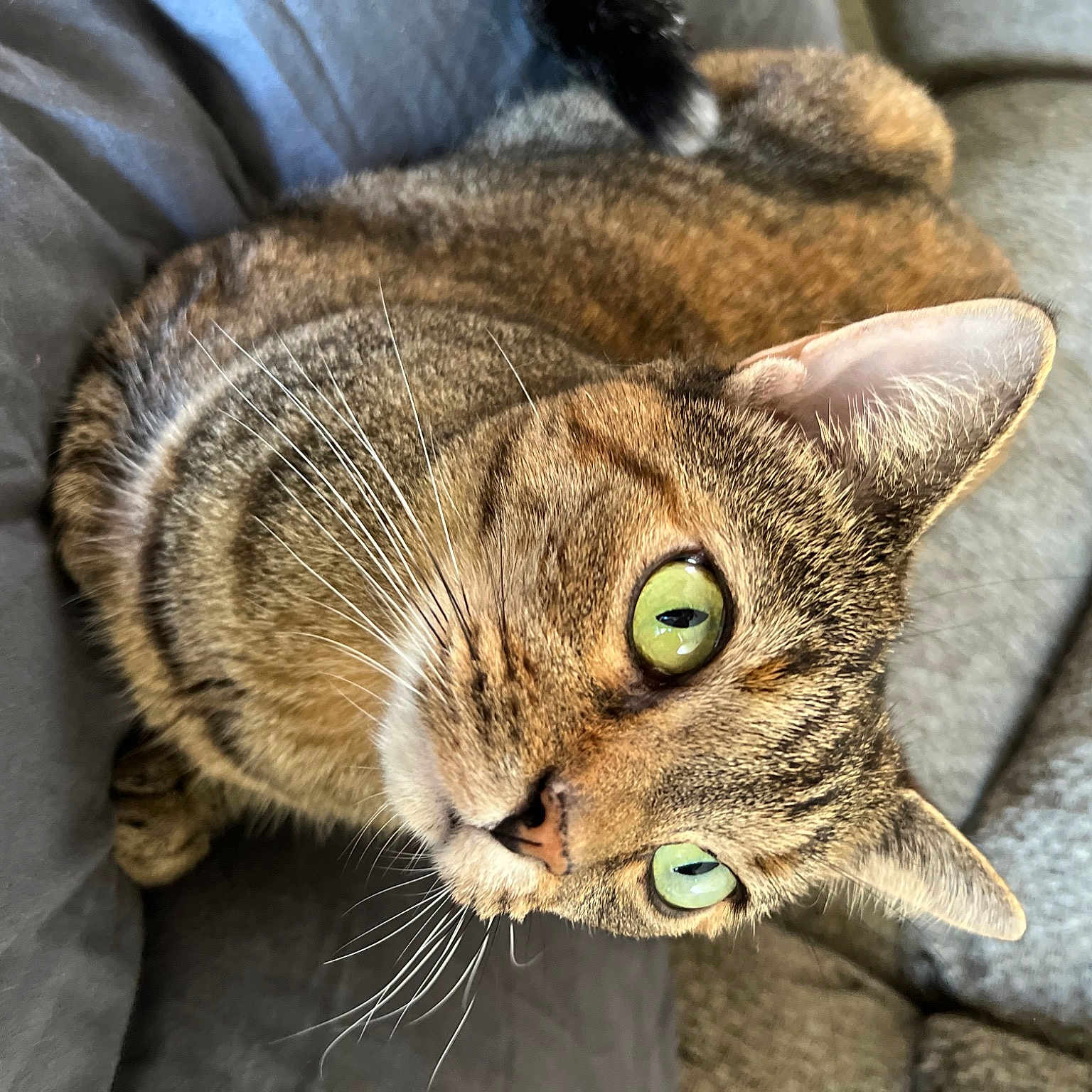 Hazel