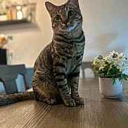 Blaze joined the competition — help win amazing prizes! cat, tabby_cat, pet, animal, indoor, table, wooden_table, flower_pot, white_flowers, curious, sitting, striped_fur, closeup, blurred_background, domestic_cat, feline, cute, portrait, soft_light, houseplant