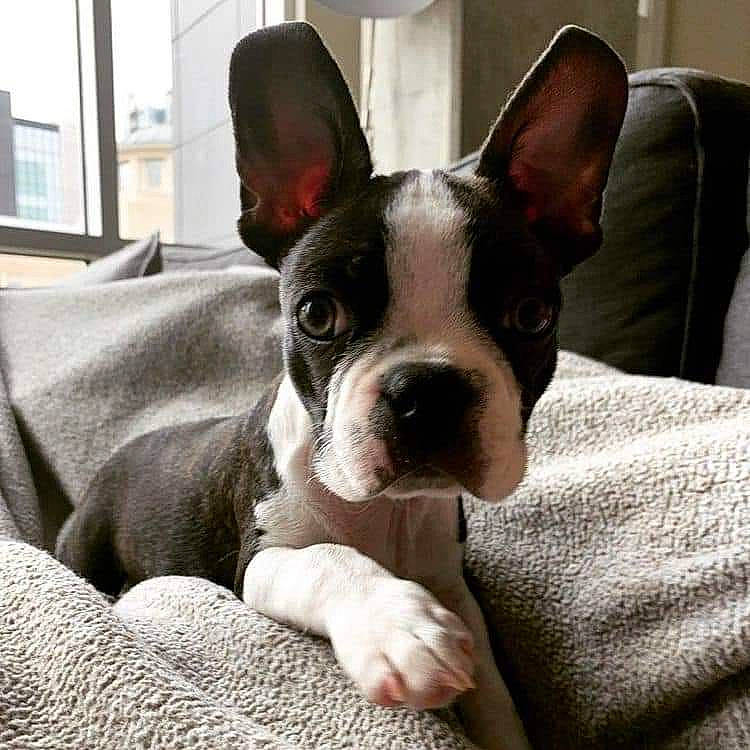 Sadie Rose joined the competition — help win amazing prizes! bored, boston_terrier, bulldog, canidae, carnivore, comfort, companion_dog, dog, dog_breed, ear, fawn, non_sporting_group, snout, sporting_group, terrestrial_animal, toy_dog, whiskers, working_animal