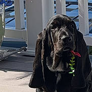 Dug joined the competition — help win amazing prizes! animal, balcony, basset_hound, black_dog, black_fur, deck, dog, droopy_ears, flower_pot, flowers, front_facing, leaf, long_ears, outdoor, pet, portrait, red_flower, sitting, sunlight, white_railing