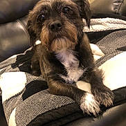 Olie joined the competition — help win amazing prizes! black_fur, blanket, brown_fur, close_up, cute, dog, eyes, indoor, living_room, looking_up, mixed_breed, nose, paw, pet, portrait, relaxed, small_dog, sofa, whiskers, white_chest