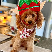 Coco is registered to the contest to win money with this photo: dog, poodle, curly_hair, elf_hat, green_hat, red_hat, holiday_bandana, christmas, festive, pet, kitchen, countertop, towel, brown_dog, cute, holiday_costume, indoor, animal, christmas_decor, adorable