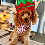 dog, poodle, curly_hair, elf_hat, green_hat, red_hat, holiday_bandana, christmas, festive, pet, kitchen, countertop, towel, brown_dog, cute, holiday_costume, indoor, animal, christmas_decor, adorable