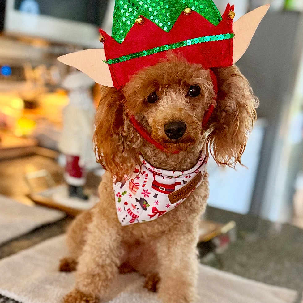 Coco is registered to the contest to win money with this photo: adorable, animal, brown_dog, christmas, christmas_decor, countertop, curly_hair, cute, dog, elf_hat, festive, green_hat, holiday_bandana, holiday_costume, indoor, kitchen, pet, poodle, red_hat, towel