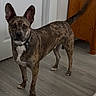 dog, brindle_coat, indoor, wooden_floor, ears_up, alert, pet, collar, standing, white_chest, furniture, door, tail, animal, canine, home, floor, looking, domestic, portrait