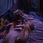 Kahuna joined the competition — help win amazing prizes! animal, bed, blanket, brown_dog, companion, cozy, dog, fur, head, indoor, light, paw, pet, quiet, relaxing, rest, shadow, sheet, sleeping, two_dogs