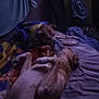 animal, bed, blanket, brown_dog, companion, cozy, dog, fur, head, indoor, light, paw, pet, quiet, relaxing, rest, shadow, sheet, sleeping, two_dogs