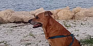 Kahuna is registered to the contest to win money with this photo: animal, beach, brown_dog, calm, canine, daytime, dog, harness, landscape, leash, nature, outdoor, pet, quiet, rocks, sea, shore, sitting, sky, water