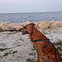 animal, beach, brown_dog, calm, canine, daytime, dog, harness, landscape, leash, nature, outdoor, pet, quiet, rocks, sea, shore, sitting, sky, water